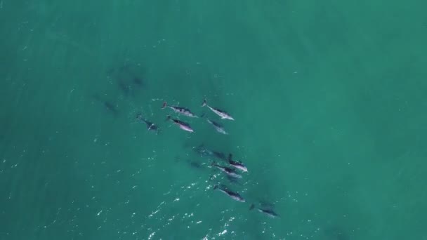 Large Pod Dolphins Swim Water Glistening Ocean Swell High Drone — Stock Video