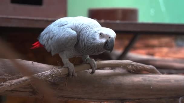 African Grey Parrot Psittacus Erithacus Perching Wood Log Leaning Forward — Stock Video