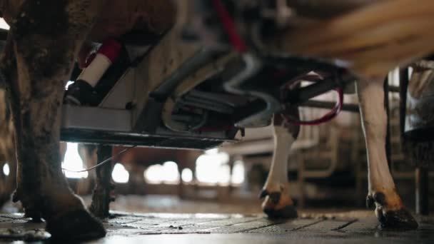 Robotic Arm Machine Milking Dairy Cow Farm Inglés Cerca — Vídeos de Stock