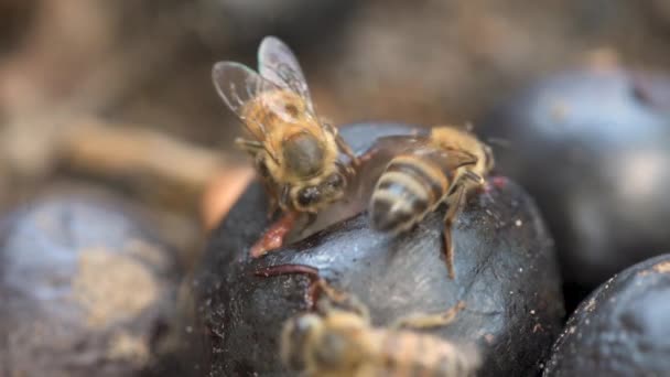 Abelhas São Atraídas Pelos Frutos Doces Jaboticaba Uva Árvore Brasileira — Vídeo de Stock