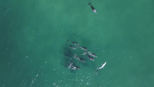 Stado Delfinów Wystawie Zalotów Poruszających Się Falą Oceanu Wysoki Widok — Wideo stockowe