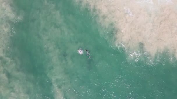 波が海の砂州の上を破るように求愛のディスプレイにイルカのポッド 下を見下ろす高いドローンビュー — ストック動画