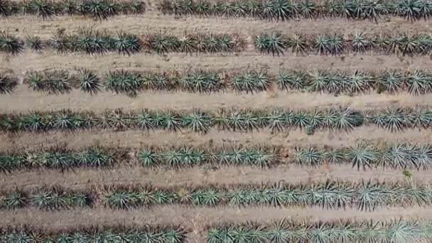 Slider Shot Blue Agave Planted Infinite Lines Maguey Oaxaca Mexico — Stok Video