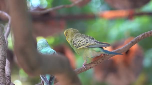 Ein Wellensittich Melopsittacus Undulatus Wippt Quietscht Und Jagt Den Anderen — Stockvideo