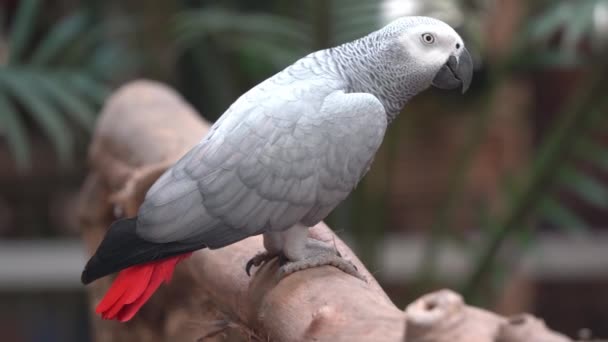 プロフィール閉じショットのコンゴアフリカの灰色のオウム Psittacus Erithacusはまだ背景がぼやけている木の丸太の上に立っています 鳥の聖域はLangkui野生動物公園で撮影されました — ストック動画