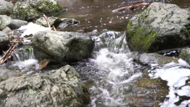 Ein Ruhiger Strom Von Wasser Fließt Auf Den Felsen Die — Stockvideo