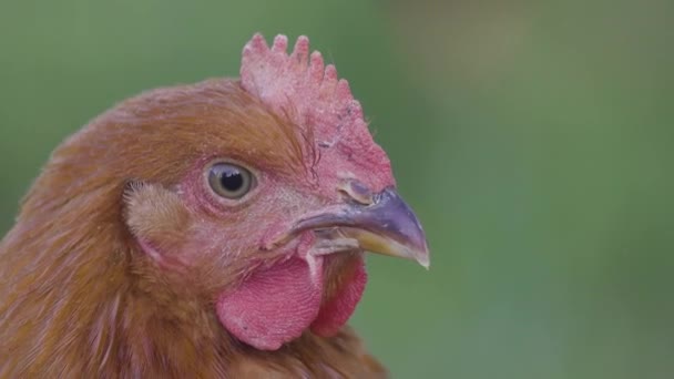 Extrem Närbild Kyckling Ansikte Slow Gräsbevuxen Fält — Stockvideo