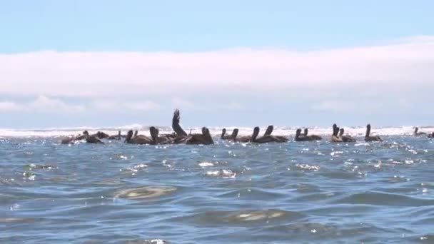 Oregon Sahilinden Beslenen Kahverengi Pelikanların Seviyesi Görüntüsü Yavaş Çekim — Stok video