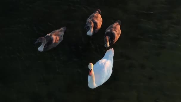 Légi Felvétel Néma Hattyú Cygnus Olor Felnőttről Három Csibével Naplemente — Stock videók