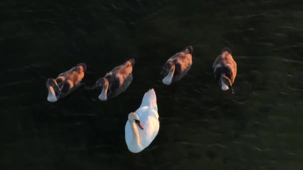 Aerial Close Shot Mute Swan Cygnus Olor Adult Four Chicks — Stock Video