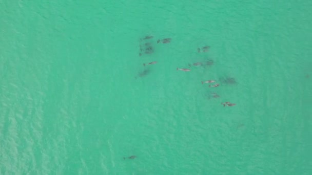 Vista Aérea Una Vaina Delfines Nadando Suavemente Las Aguas Cristalinas — Vídeos de Stock