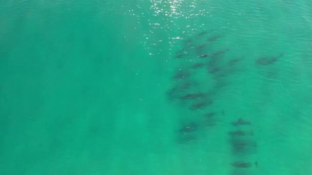 Widok Lotu Ptaka Delfinów Delikatnie Pływających Krystalicznie Czystych Wodach Oceanu — Wideo stockowe