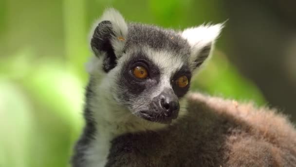 Närbild Porträtt Ringsvansad Lemur Madagaskar — Stockvideo