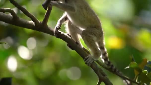 Anillo Bebé Cola Lemur Jugando Las Ramas Primer Plano — Vídeo de stock