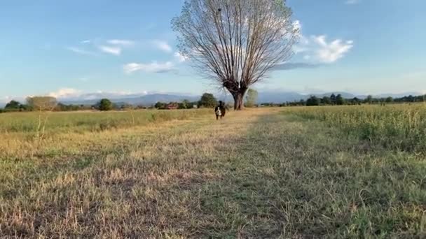 Bernský Ovčák Běží Kameře Dokud Neposkládá Pozadí Italská Krajina Slunečného — Stock video