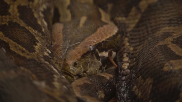 Extreme Close Van Schaduw Python Constrictor Snake Geconfronteerd Met Camera — Stockvideo