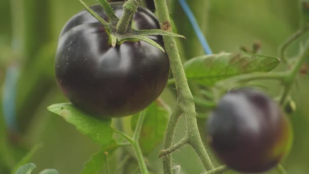 Tomaten Verschiedenen Farben Mit Unterschiedlichen Arten Tomaten Gewächshaus Mit Guter — Stockvideo