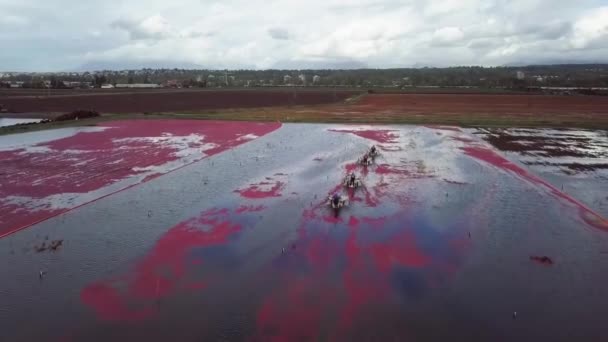 Fila Máquinas Colheita Campo Cranberry Inundado Durante Estação Colheita Dolly — Vídeo de Stock