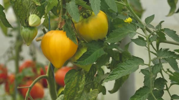 異なる種の異なる色のトマト 収穫の良いトマト温室 — ストック動画