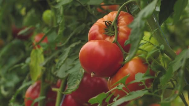 Tomatoes Different Colors Different Species Tomato Greenhouse Good Harvest — Stock Video