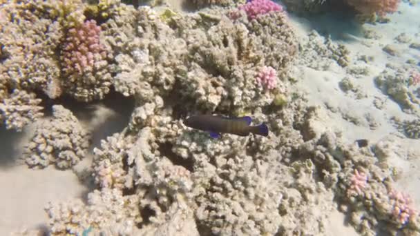 蓝点石斑鱼在珊瑚礁中游动缓慢 — 图库视频影像