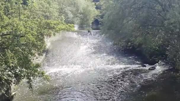 Water Cascading Broad Crested Weir Aka Low Head Dam River — Stock Video