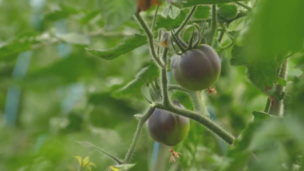 Pomodori Diversi Colori Con Diverse Specie Serra Pomodoro Con Buon — Video Stock