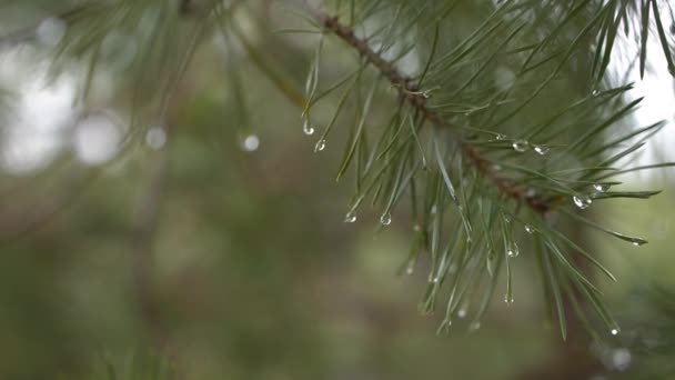 Zbliżenie Falującej Gałęzi Igieł Sosnowych Kroplami Deszczu Slow Motion Helsinki — Wideo stockowe