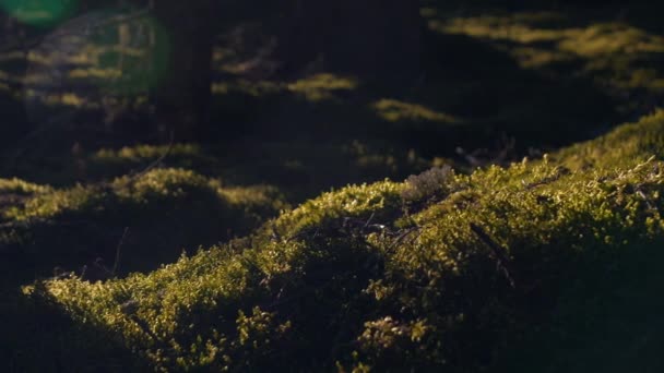 Napfény Izzó Moha Mély Sötét Boreális Erdőben Közeli Makró Csúszó — Stock videók