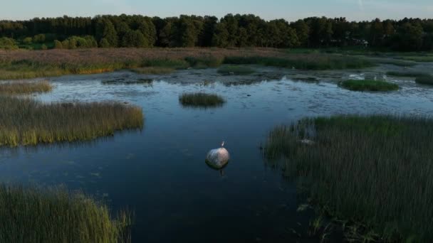 Jeune Héron Gris Solitaire Ardea Cinerea Debout Sur Rocher Avant — Video