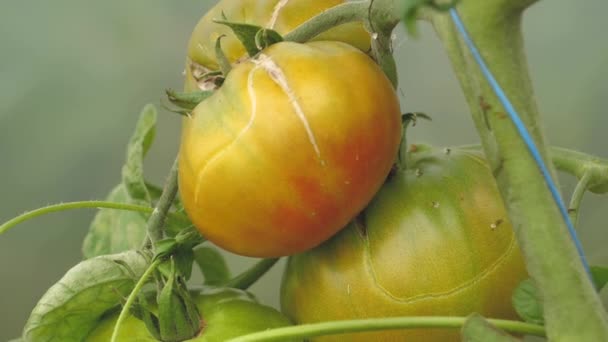 Pomodori Diversi Colori Con Diverse Specie Serra Pomodoro Con Buon — Video Stock