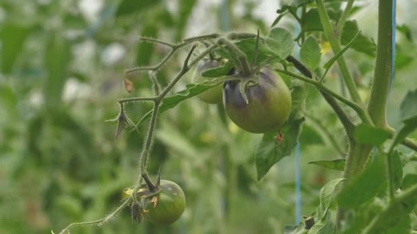 Tomates Diferentes Colores Con Diferentes Especies Invernadero Tomate Con Una — Vídeos de Stock