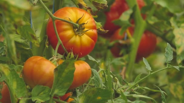Tomatoes Different Colors Different Species Tomato Greenhouse Good Harvest — Stock Video