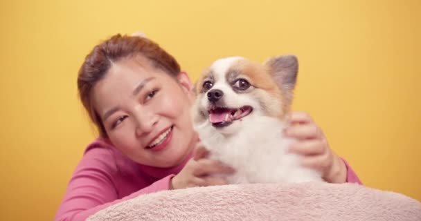 Aziatische Prachtige Jonge Vrouw Spelen Met Chihuahua Mix Pomeranian Honden — Stockvideo