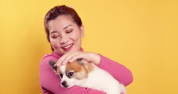 Asiatique Magnifique Jeune Spectacle Amour Jouer Avec Chihuahua Mélange Chiens — Video