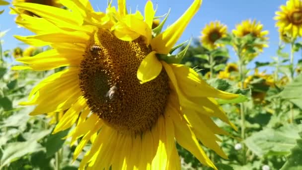 Bijen Verzamelen Stuifmeel Van Een Grote Zonnebloem Een Zonnige Dag — Stockvideo