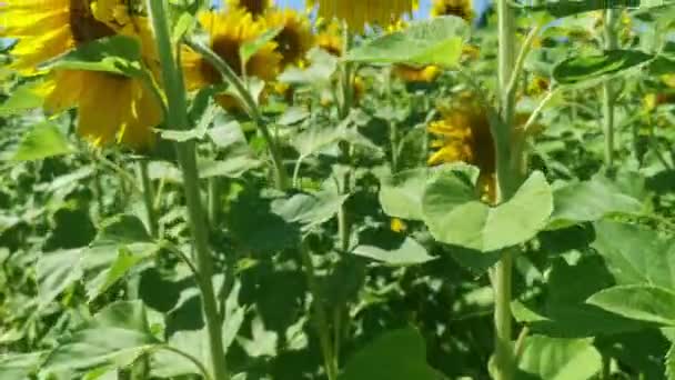 Handheld Jib Shot Blossoming Sunflower Field Sunny Day — Stock video