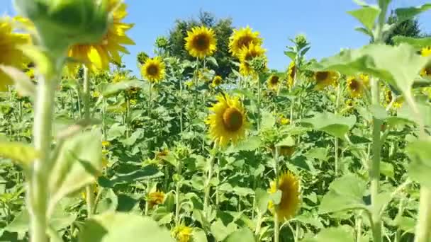 ドイツの田舎に咲くひまわり畑の中 スムースプルバック — ストック動画