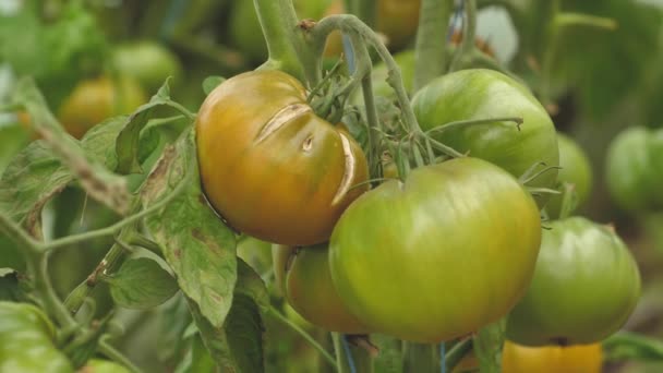 Tomaten Verschiedenen Farben Mit Unterschiedlichen Arten Tomaten Gewächshaus Mit Guter — Stockvideo