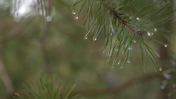 Close Rain Drops Green Wet Branch Fur Pine Tree Forest — Stock Video