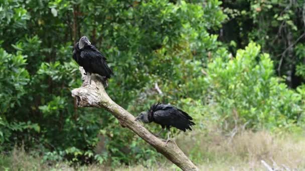 Zwei Schwarze Geier Coragyps Atratus Portrait Costa Rica Wildtiere Und — Stockvideo