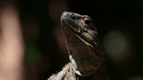 Black Spiny Tailed Iguana Ctenosaura Similis Costa Rica Wildlife Rainforest — стоковое видео