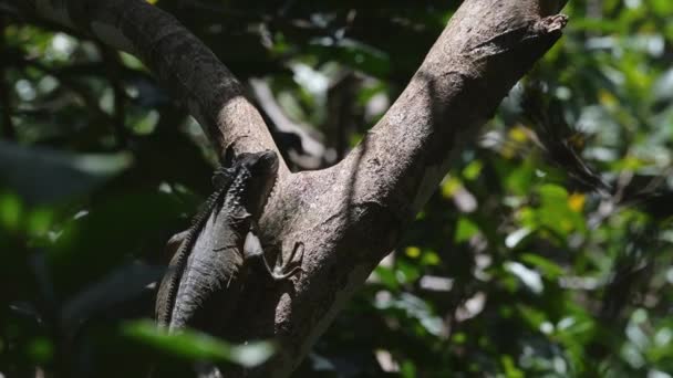 Wildlife Slow Motion Green Iguana Lizard Rainforest Costa Rica Climbing — Stock videók