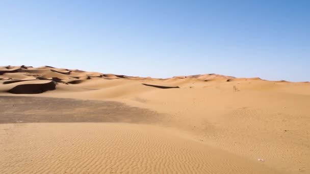 Saharas Höga Sanddyner Merzouga Erg Chebbi Marocko — Stockvideo