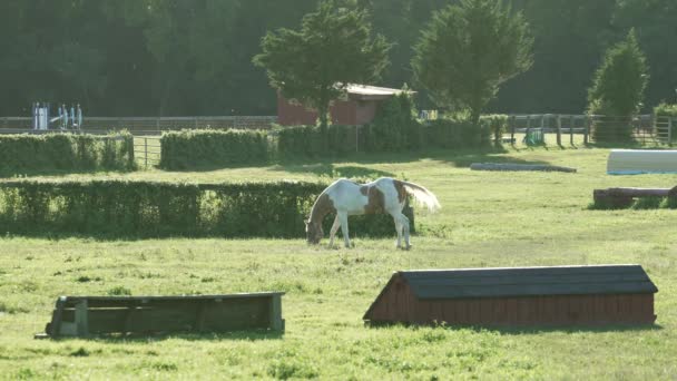 American Paint Horse Grazing Green Grass Meadow Sunny Day Inglés — Vídeo de stock