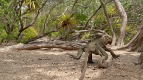 Iguana Walking Forest Ground Sunny Day Tracking Shot — Stock Video