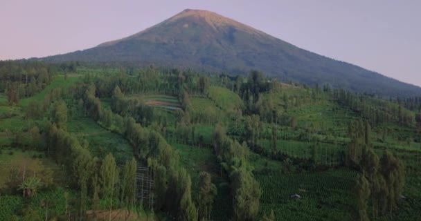 Légifolyosó Dohányültetvény Növekvő Dombos Táj Óriás Hegy Háttérben Közép Jáva — Stock videók