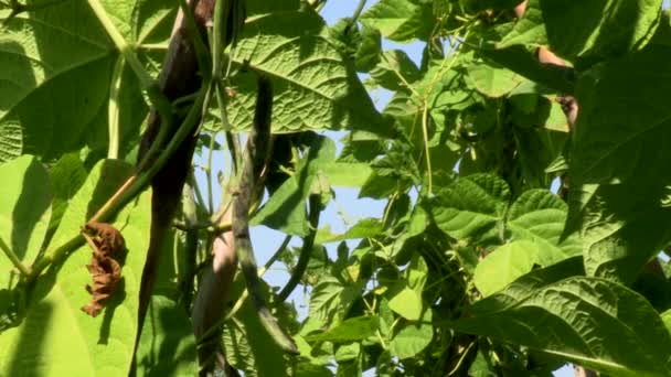 Sebze Bahçesindeki Çubukların Arasında Yeşil Fasulye Yaprakları Meyveler Asılı — Stok video