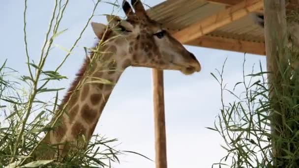 Жирафи Жують Листя Святилищі Крупним Планом Статичний Постріл — стокове відео