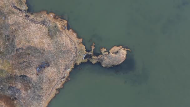 Sumpfvegetation Ufer Des Sumpfsees Island Luftaufnahme — Stockvideo